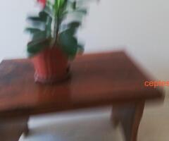 Dikenler tacı çiçeği - 5